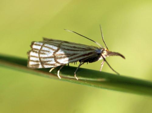 Chrysocrambus craterella